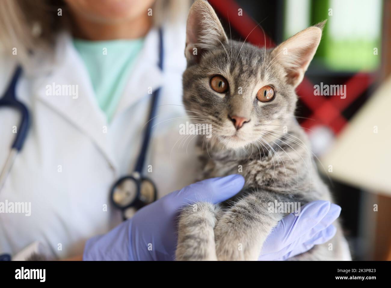 Mains vétérinaires tenant beau chat en clinique vétérinaire Banque D'Images