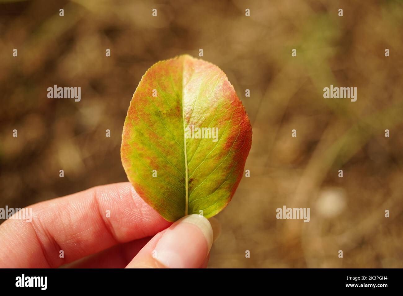 Feuille brun vert d'automne dans une main femelle sur le fond du jardin ensoleillé. Banque D'Images