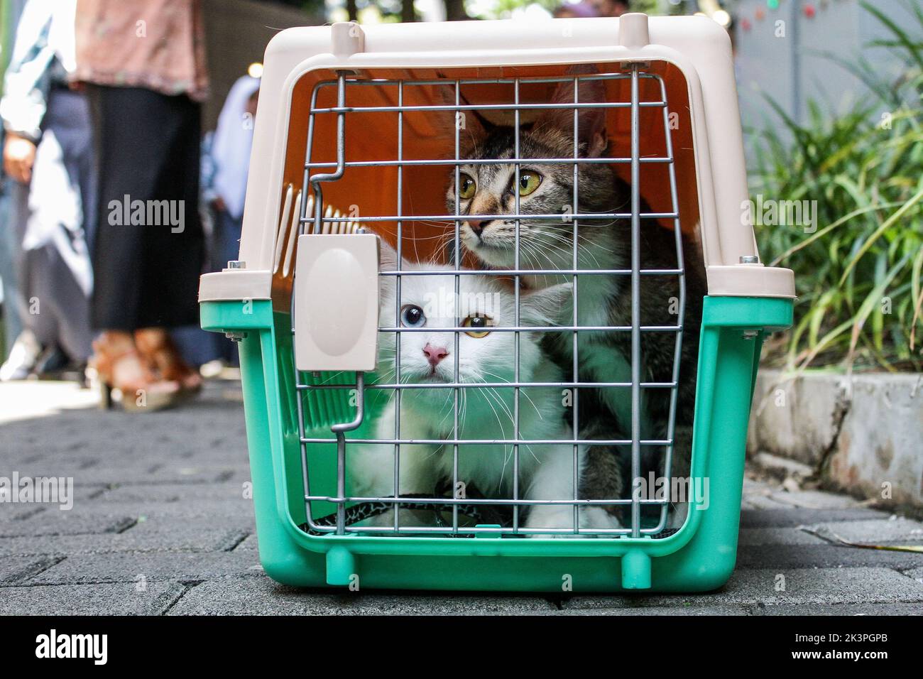 Bandung, Java-Ouest, Indonésie. 28th septembre 2022. Les chats sont vus dans une cage après avoir reçu le vaccin contre la rage pendant la Journée mondiale de la rage 2022 à Bandung. (Image de crédit : © Algi Febri Sugita/ZUMA Press Wire) Banque D'Images
