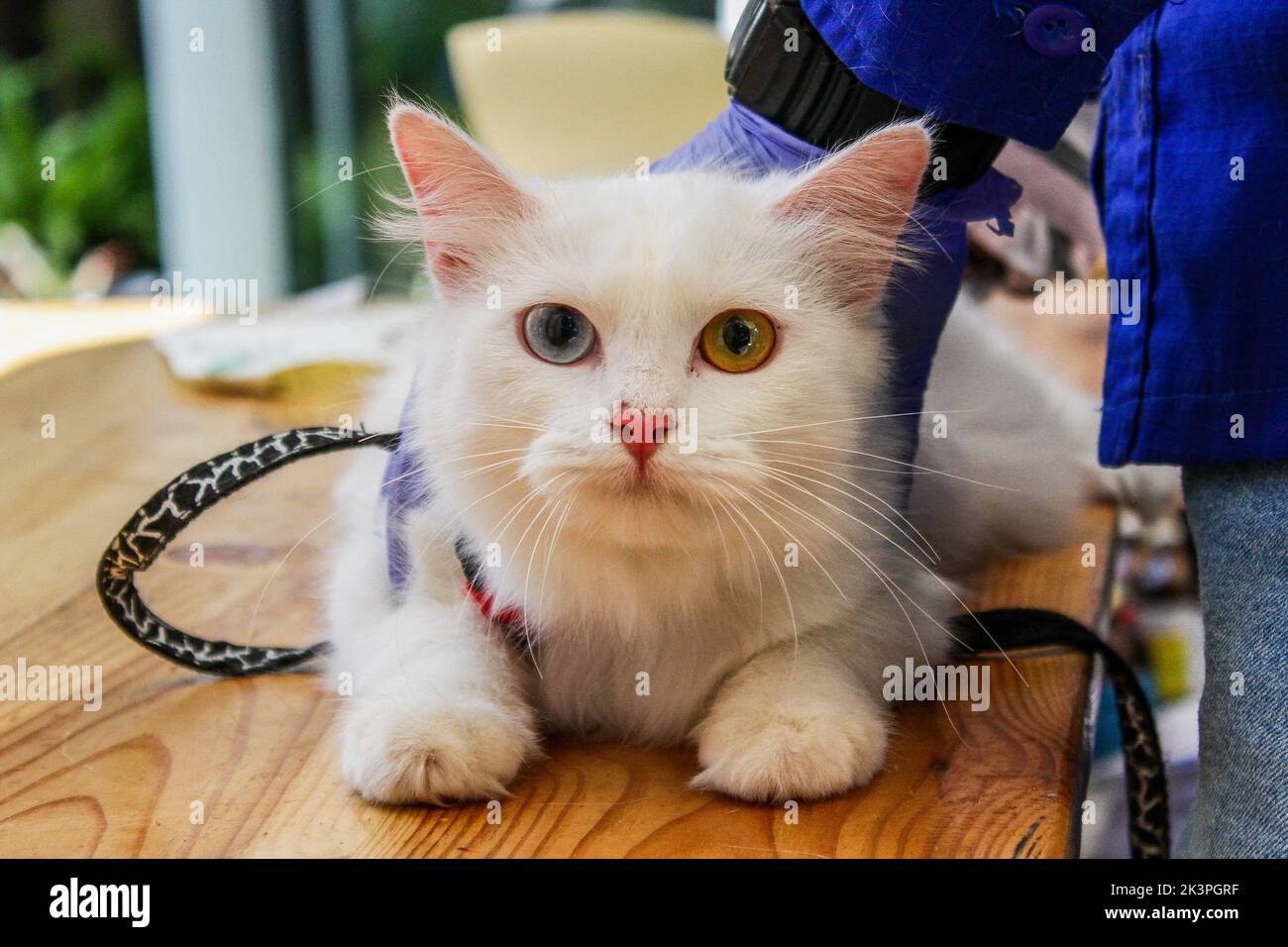 Bandung, Java-Ouest, Indonésie. 28th septembre 2022. Un médecin injecte le vaccin contre la rage dans les chats pendant la Journée mondiale de la rage 2022 à Bandung. (Image de crédit : © Algi Febri Sugita/ZUMA Press Wire) Banque D'Images