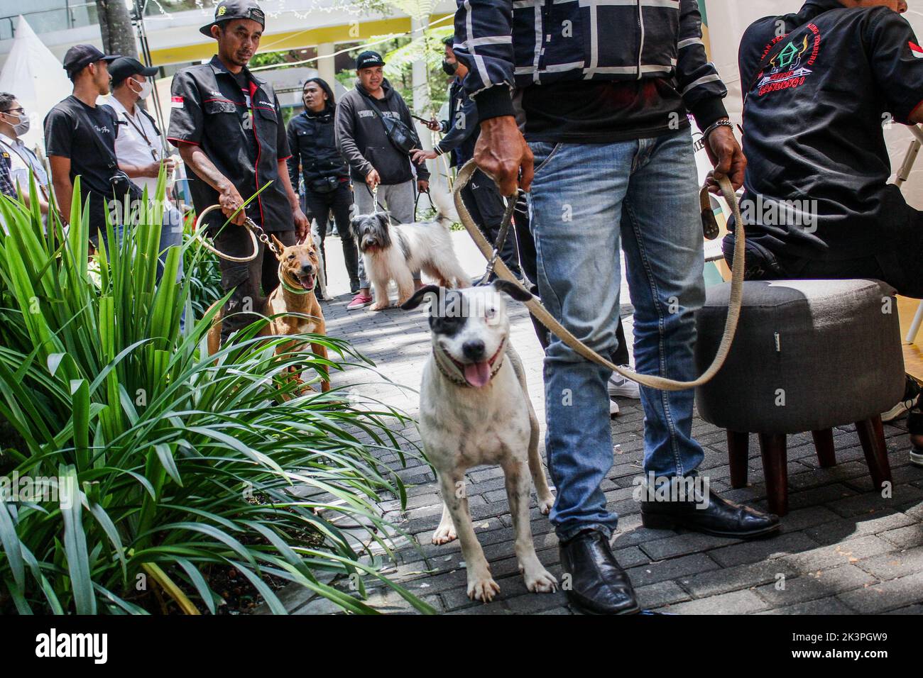 Bandung, Java-Ouest, Indonésie. 28th septembre 2022. Un certain nombre d'animaux de compagnie se sont alignés pour vérifier leur état de santé pendant la Journée mondiale de la rage 2022 à Bandung. (Image de crédit : © Algi Febri Sugita/ZUMA Press Wire) Banque D'Images