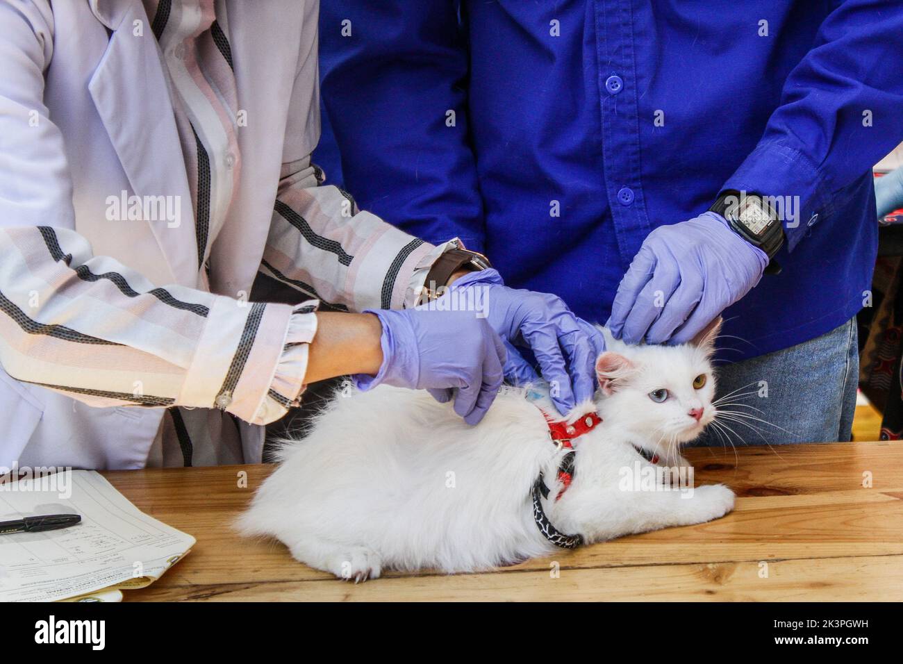 Bandung, Java-Ouest, Indonésie. 28th septembre 2022. Un médecin injecte le vaccin contre la rage dans les chats pendant la Journée mondiale de la rage 2022 à Bandung. (Image de crédit : © Algi Febri Sugita/ZUMA Press Wire) Banque D'Images