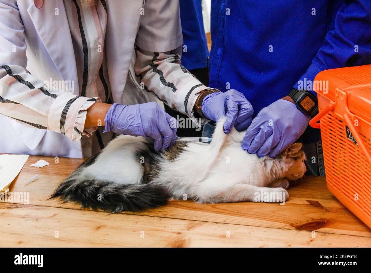 Bandung, Java-Ouest, Indonésie. 28th septembre 2022. Un médecin injecte le vaccin contre la rage dans les chats pendant la Journée mondiale de la rage 2022 à Bandung. (Image de crédit : © Algi Febri Sugita/ZUMA Press Wire) Banque D'Images