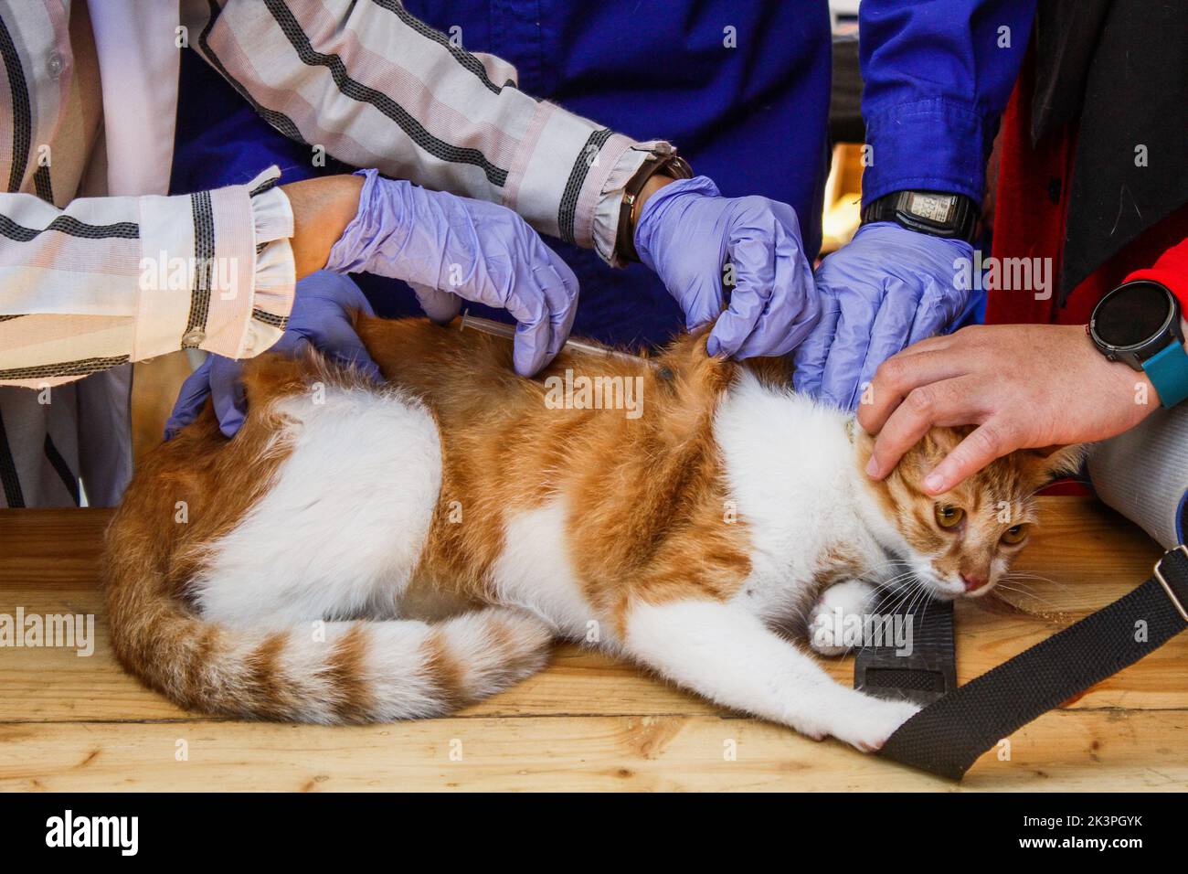 Bandung, Java-Ouest, Indonésie. 28th septembre 2022. Un médecin injecte le vaccin contre la rage dans les chats pendant la Journée mondiale de la rage 2022 à Bandung. (Image de crédit : © Algi Febri Sugita/ZUMA Press Wire) Banque D'Images