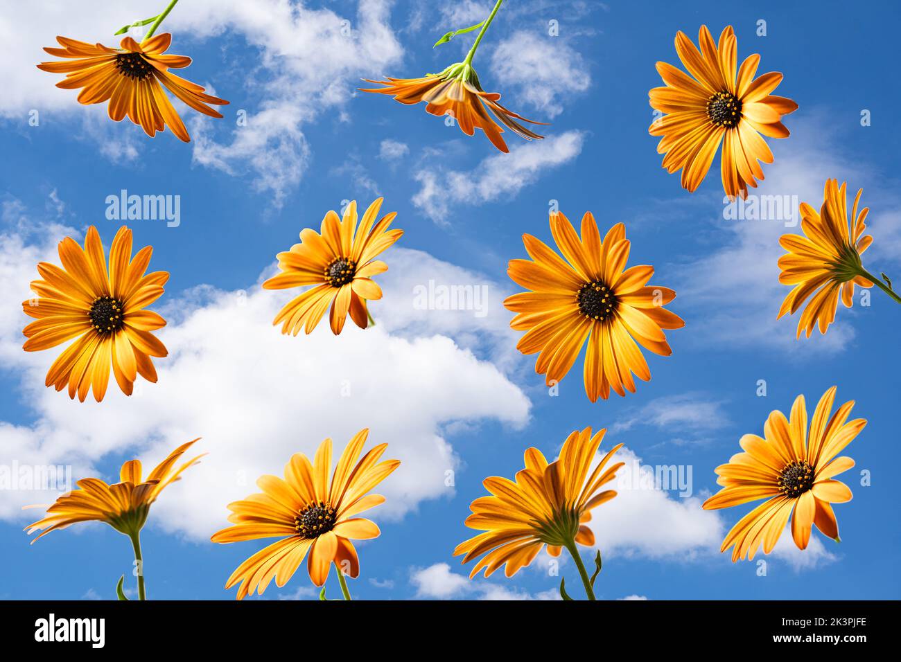 De belles fleurs de calendula volent dans l'air sur fond bleu ciel. Motif fleuri créatif Banque D'Images