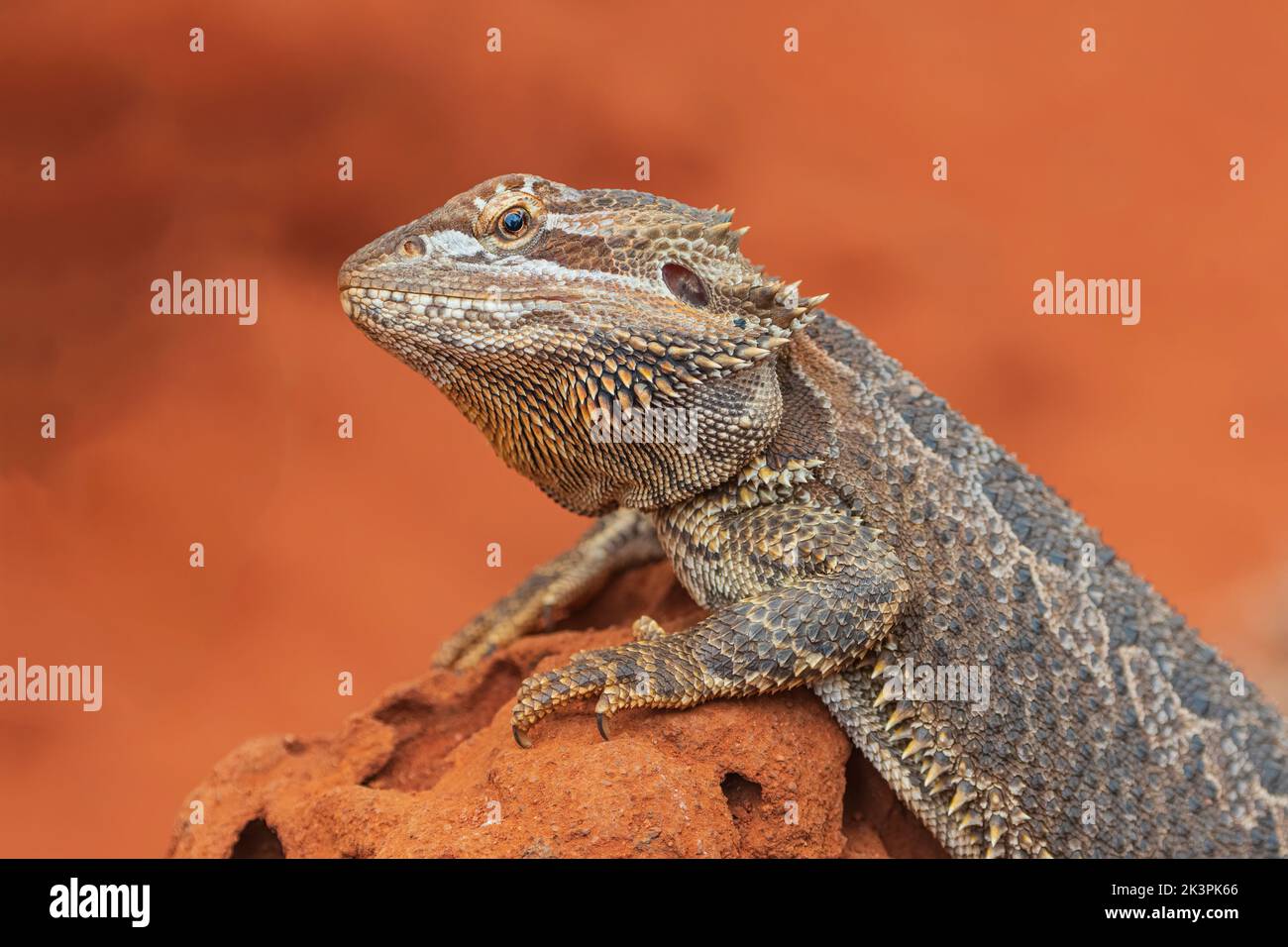 Le dragon central (Pogona vitticeps) est une espèce de lézard agamid qui se trouve dans des régions arides à semi-arides de l'est et du centre de l'Australie Banque D'Images