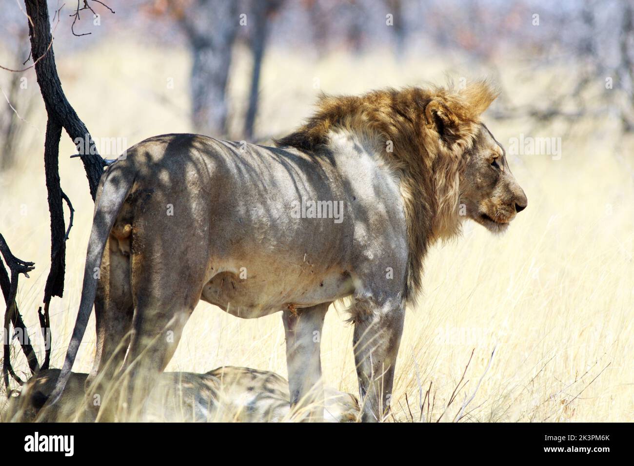 Lion mâle debout après l'accouplement - avec un fond gras jaune vif dans le parc national d'Etosha Banque D'Images
