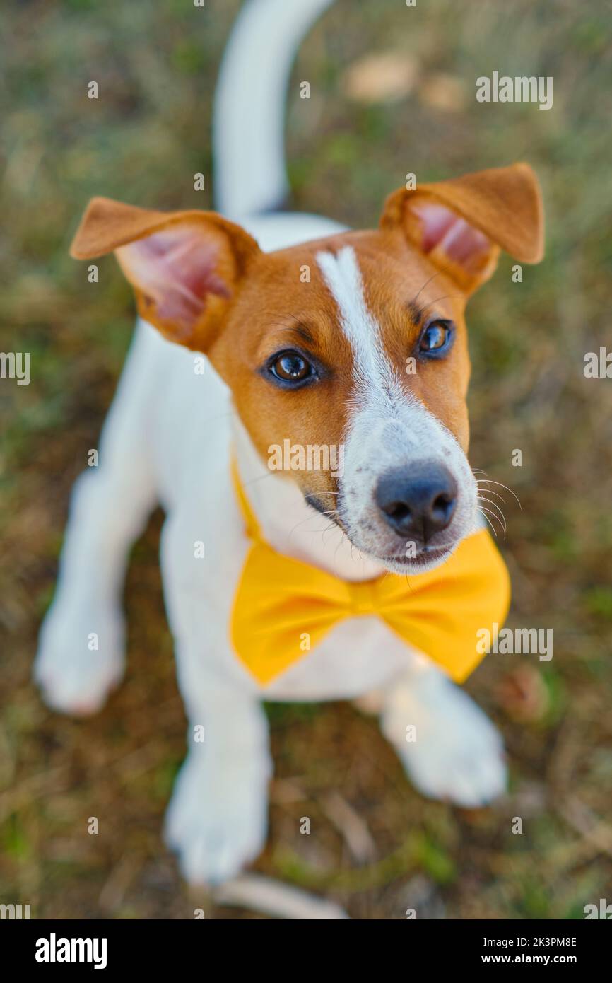Chien blanc avec noeud jaune sur l'herbe verte Banque D'Images