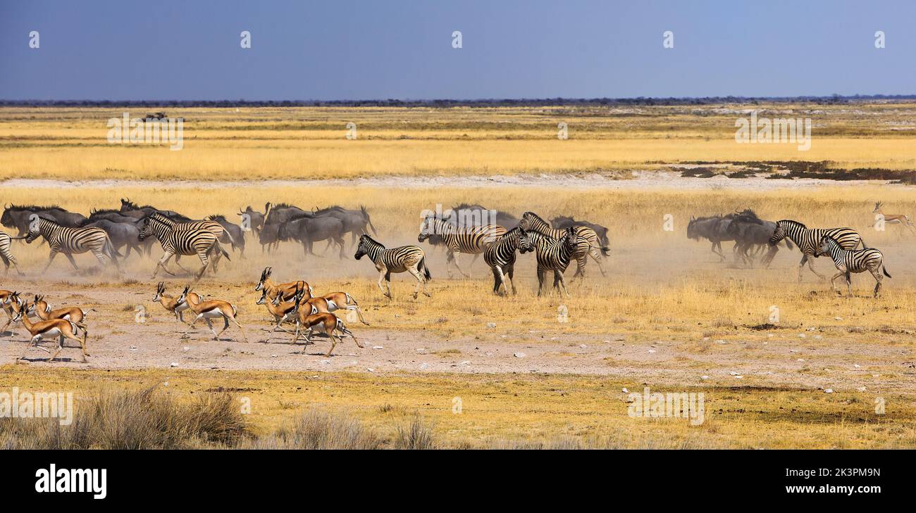 Etosha Stampede avec Zebra, Wildebeest et Sprinbok avec le vol de poussière et le Etosha Pan au loin - Namibie Banque D'Images