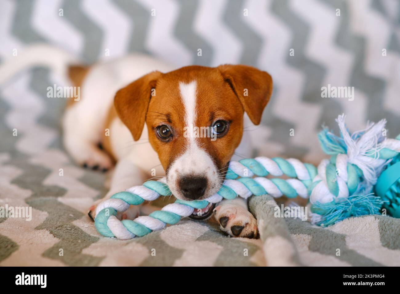 Little Jack Russell Terrier chiot jouant avec le jouet Banque D'Images