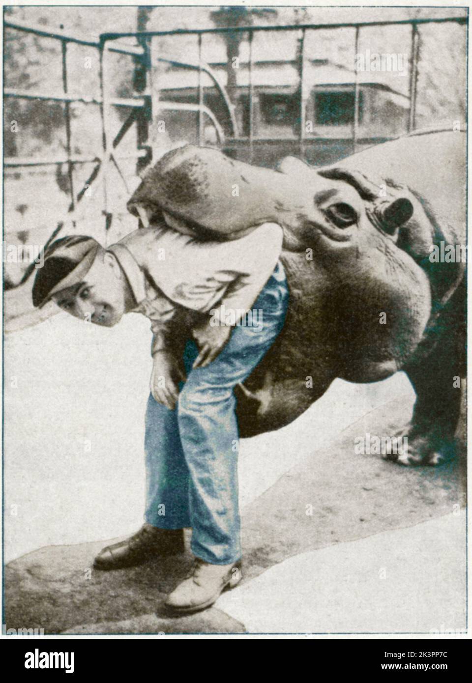 Dans le 1920s. Un homme travaillant au zoo de Londres doit avoir été vraiment les meilleurs amis avec l'hippopotame du zoo ou c'était tout simplement très sympathique, car il ose a mis son dos dans l'hippopotame large bouche ouverte. Banque D'Images