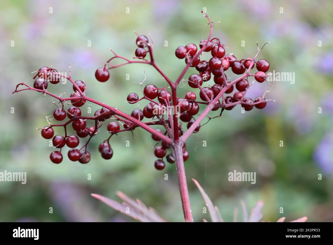 des baies rouges-noires ornent une brousse de baies de sureau en automne, en gros plan avec une mise au point sélective, un arrière-plan flou Banque D'Images
