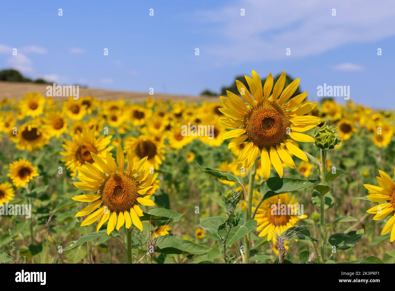 Сombination dans une photo d'un tournesol jaune vif (Helianthus annuus), un ciel bleu et des feuilles vertes est peut-être le combin le plus harmonieux et le plus vivant Banque D'Images