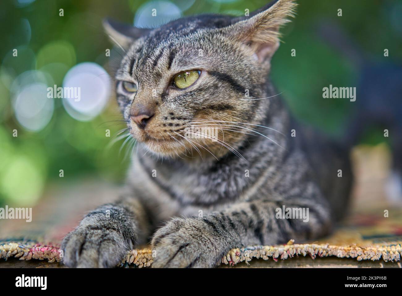 Portrait d'un chat assis à l'extérieur. Banque D'Images