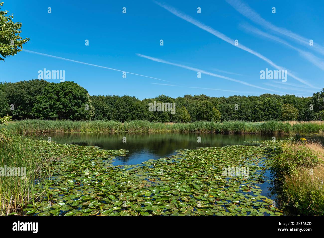 Paysage dans la réserve naturelle de Manteling près du château de Westhove, Oostkapelle, Zélande, pays-Bas, Europe Banque D'Images