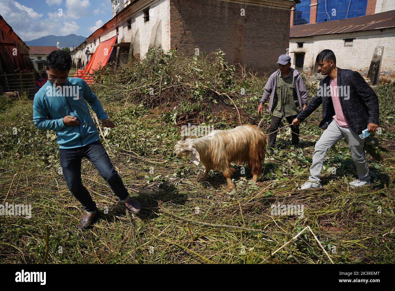 Katmandou, ne, Népal. 28th septembre 2022. Les Nepalis tirent des chèvres qu'ils ont achetées d'un marché pour la fête annuelle de Dashain, à Katmandou, au Népal, sur 28 septembre 2022. Outre l'abattage de l'animal dans le cadre du culte de la déesse Durga, la viande de chèvre est largement consommée pendant le festival. (Image de crédit : © Aryan Dhimal/ZUMA Press Wire) Banque D'Images