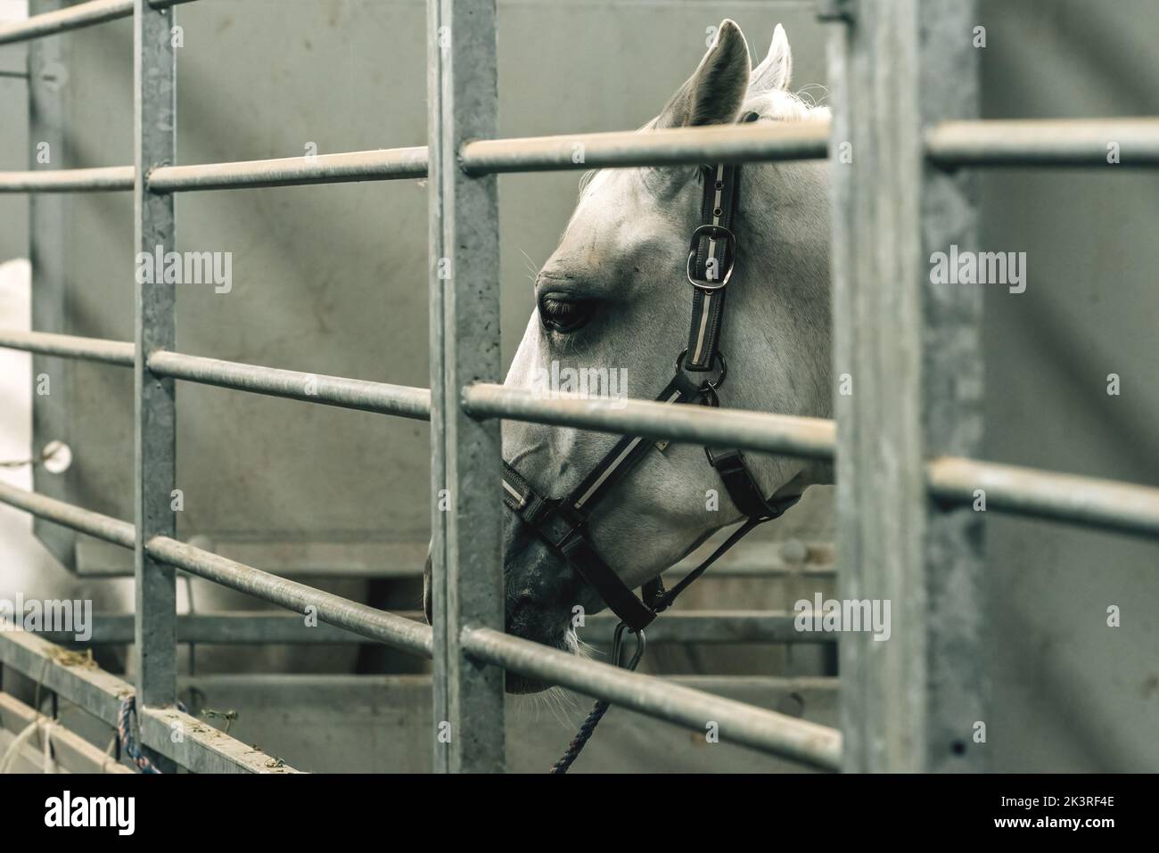 Le triste cheval blanc derrière les barres d'un enclos de ferme, foyer sélectif Banque D'Images
