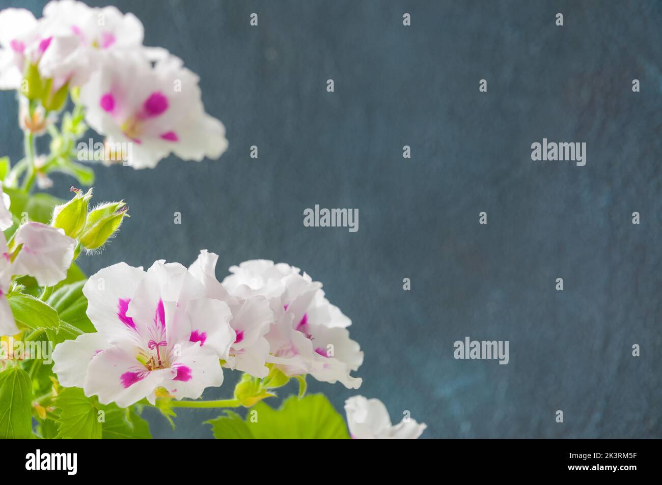 le géranium royal blanc fleurit sur fond gris. copispace Banque D'Images