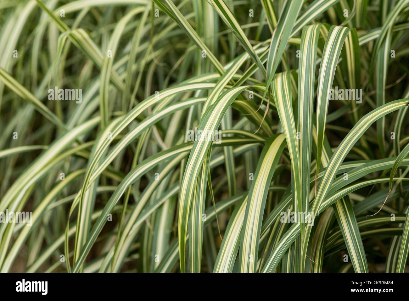 Gros plan de l'herbe ornementale stripetée - Miscanthus Sinensis Cabaret. Banque D'Images