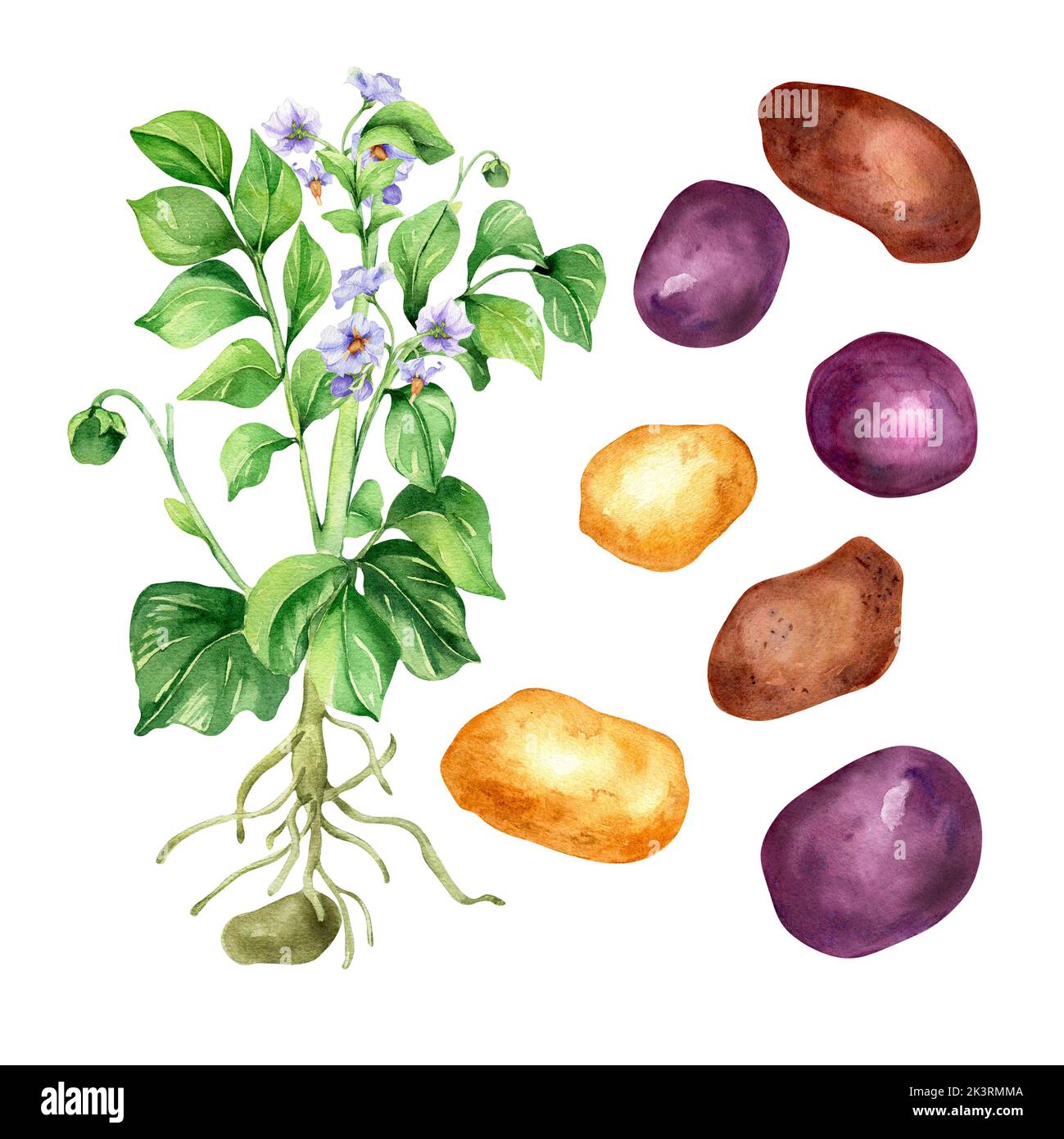 Illustration aquarelle de la pomme de terre sur fond blanc. Rouge, marron, jaune légume, racine, pomme de terre tubercule peint à la main. Élément design pour le menu design Banque D'Images