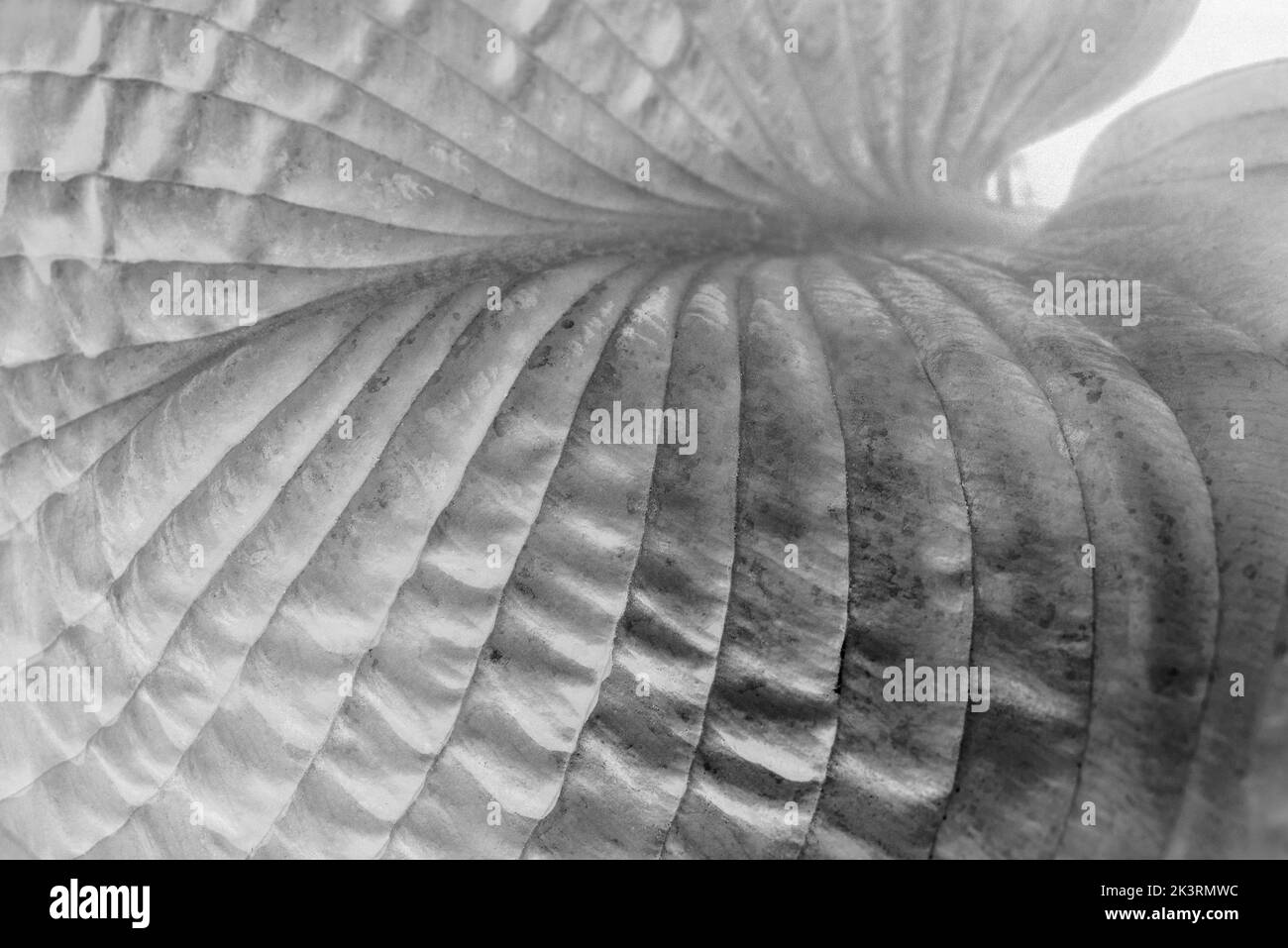 Gros plan de la lumière du soleil révélant la feuille fortement striée d'une plante Hosta. Plantation sculpturale. Texture/motif abstrait, fond noir et blanc. Banque D'Images
