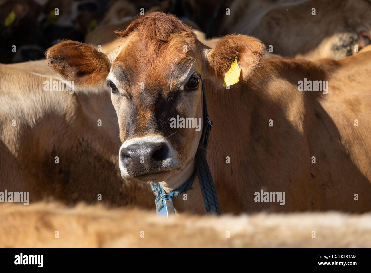 Une vache en jersey regardant la caméra. Une étiquette de surveillance électronique est visible autour du cou Banque D'Images