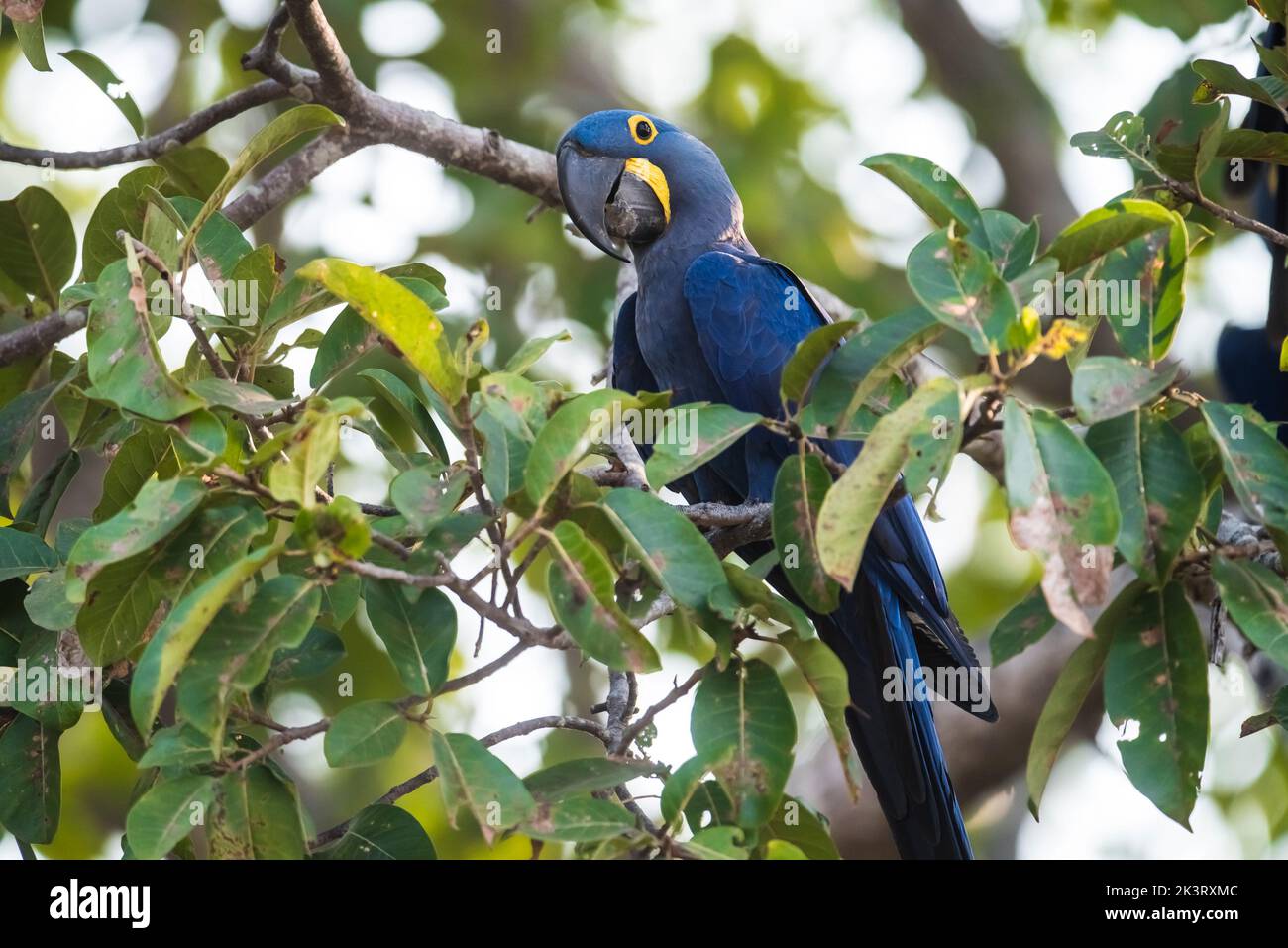 Jacinthe macaw.site du patrimoine mondial Banque D'Images