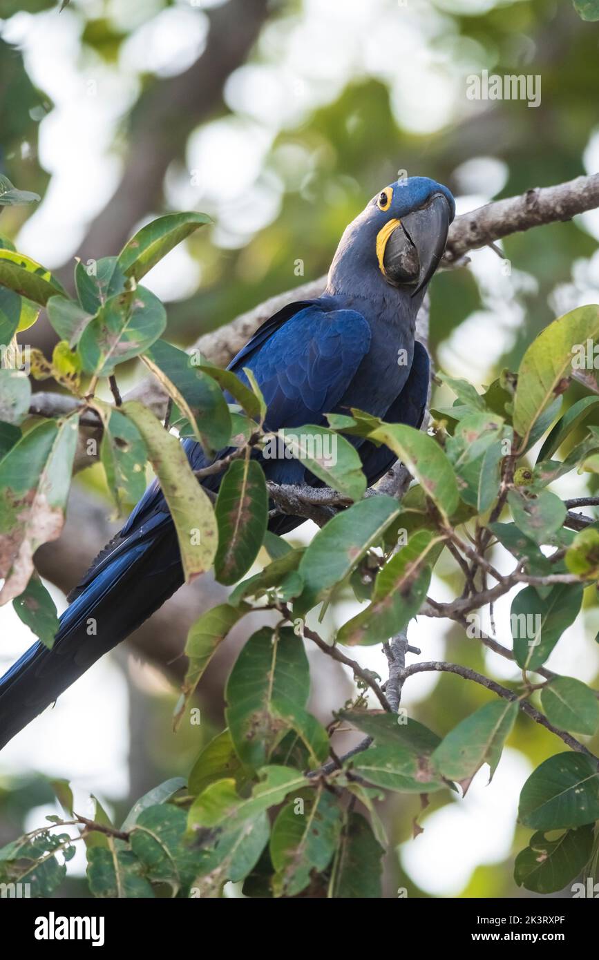 Jacinthe macaw.site du patrimoine mondial Banque D'Images