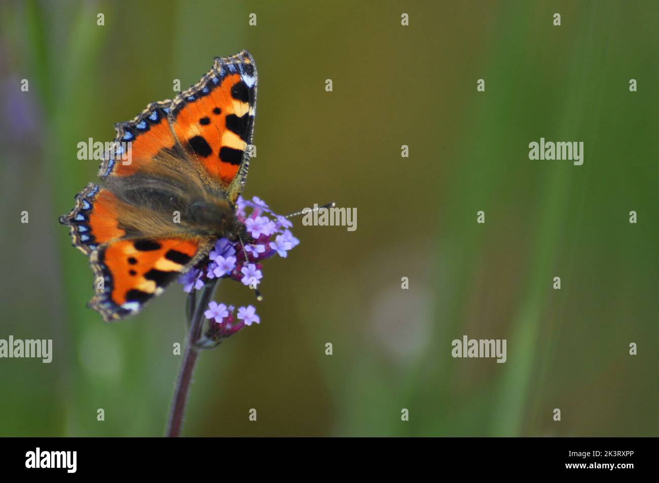 Petit papillon Tortoiseshell (Alglais urticae) se nourrissant d'une fleur de verveine bonariensis sur le fond flou des fleurs de prairie - Angleterre Banque D'Images