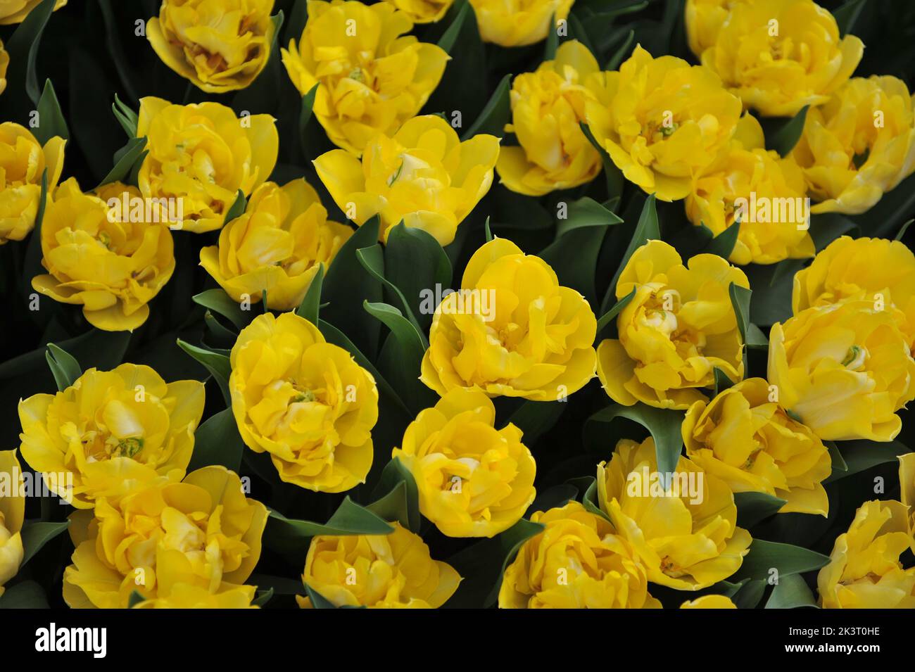 Fleurs de pivoine jaune Double tulipes précoces (Tulipa) Secret parfum Bloom dans un jardin en mars Banque D'Images