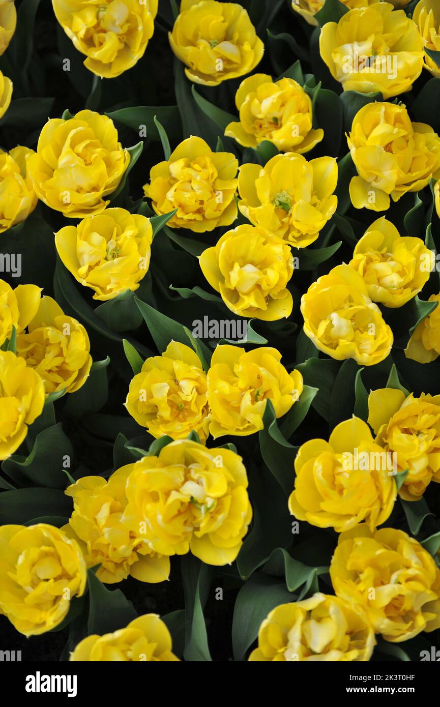 Fleurs de pivoine jaune Double tulipes précoces (Tulipa) Secret parfum Bloom dans un jardin en mars Banque D'Images
