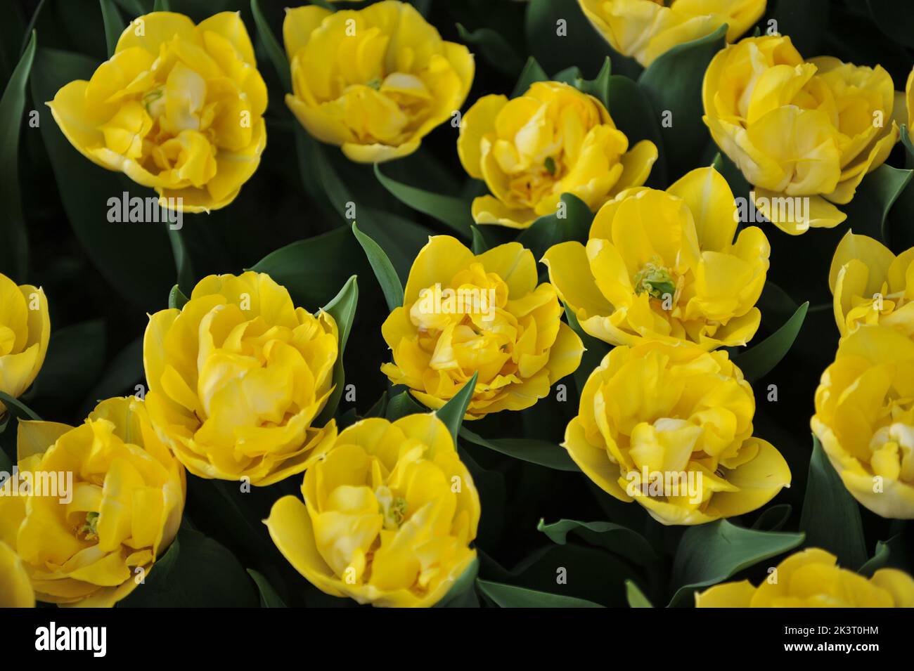Fleurs de pivoine jaune Double tulipes précoces (Tulipa) Secret parfum Bloom dans un jardin en mars Banque D'Images