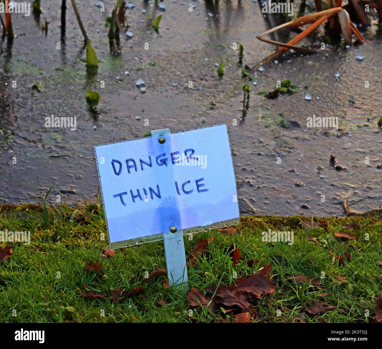 Panneau de glace mince sur l'étang froid d'hiver, au jardin clos de Grappenhall Heys, Warrington, Cheshire, Angleterre, Royaume-Uni Banque D'Images