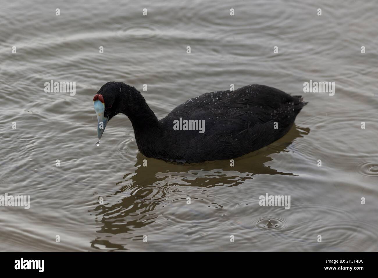 Coot à pointes rouges, Fulica cristata, dans le Parc naturel d'El Hondo, municipalité de Crevilente, province d'Alicante, Espagne Banque D'Images