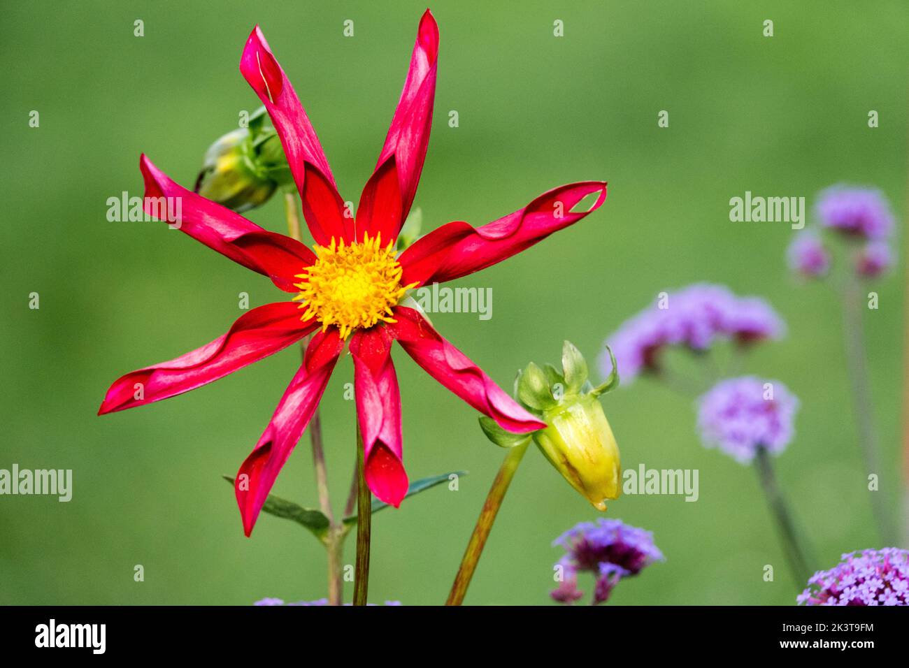 Dahlia Orchid-Flower Group Red Dahlia 'Honka Red' Dahlia Flower Head fond vert Dahlia fleur vivace Banque D'Images