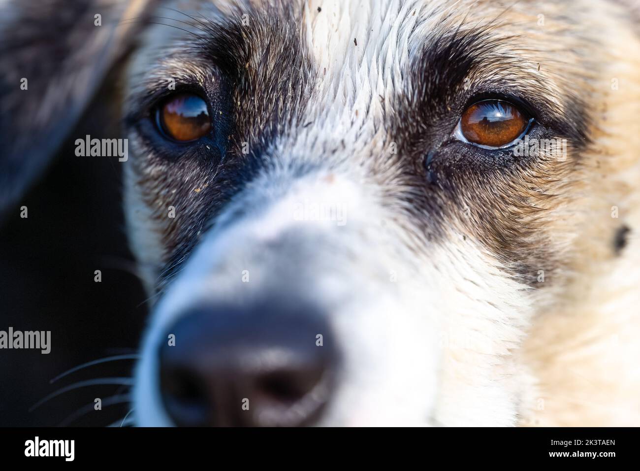 visage de chien Banque D'Images