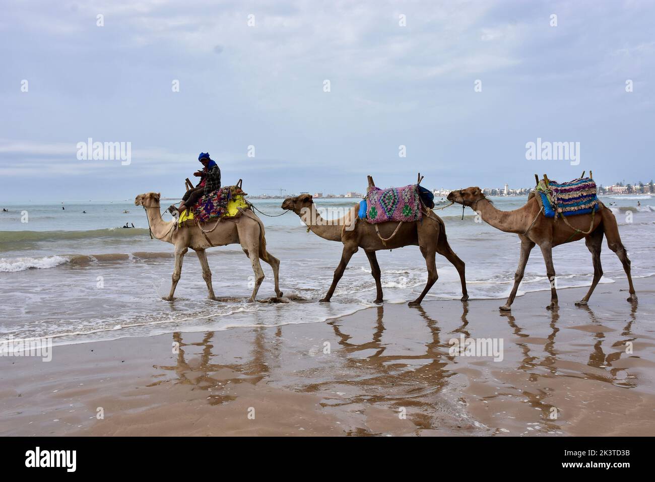 Chameaux au bord de la mer attendant que les touristes les voyagent à Essaouira Banque D'Images