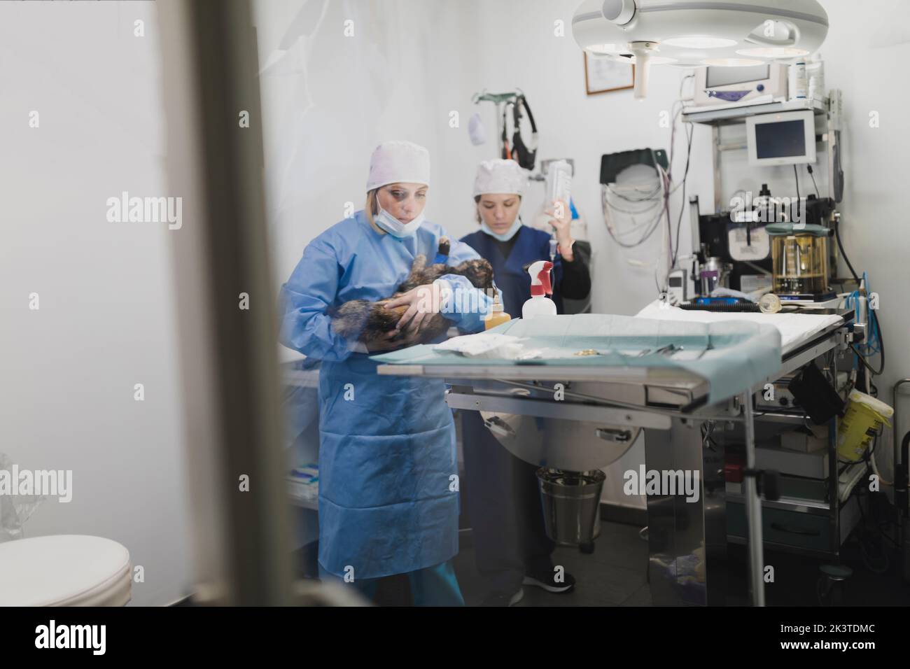 Femmes médecins en uniforme se préparant pour le chien d'opération dormir sur les bras dans la salle de chirurgie Banque D'Images