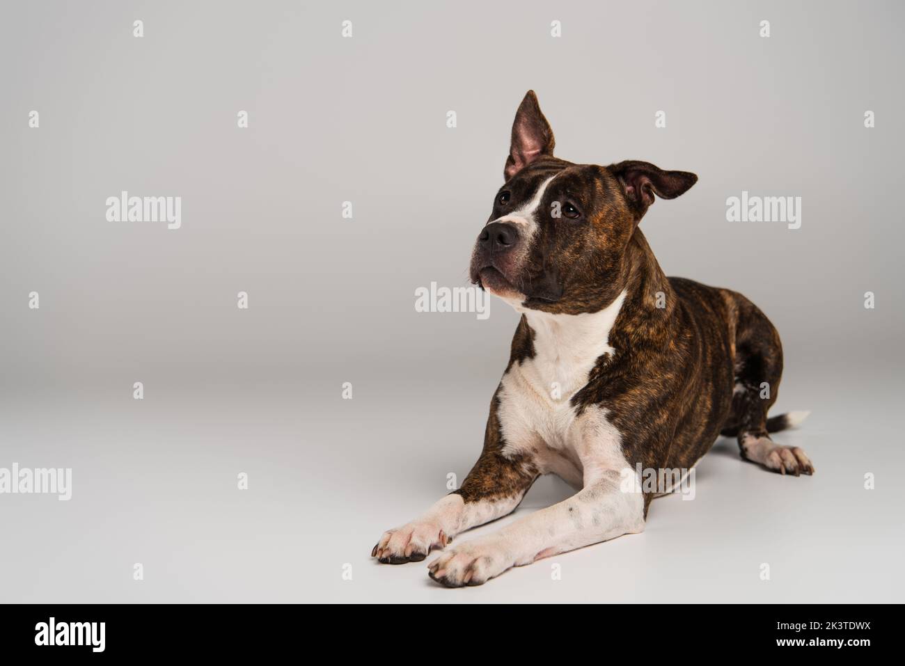 staffordshire bull terrier, couché et regardant loin sur image grise, stock Banque D'Images