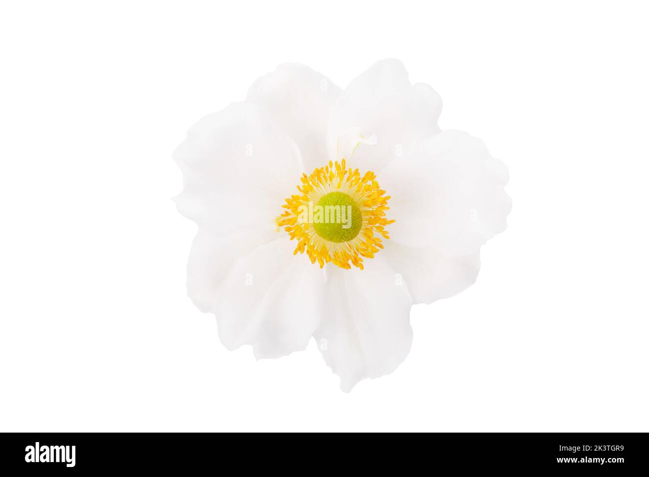 Anémone de fleur rose isolée sur fond blanc Banque D'Images