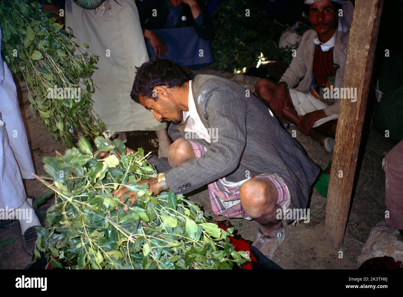 NR Sada Yemen Trader Selling Quat Banque D'Images
