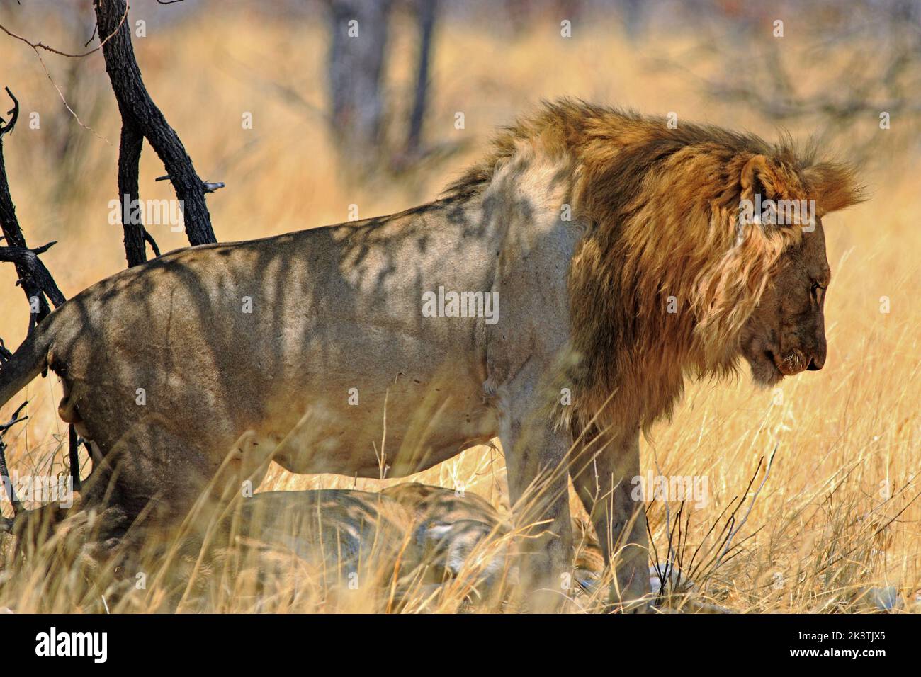 Beau Lion mâle éclairé par la lumière naturelle dorée du soleil, Parc national d'Etosha, Namibie Banque D'Images