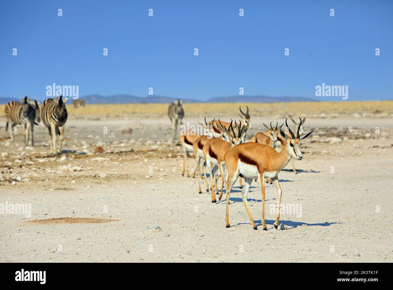 Sprinbok marchant vers l'appareil photo, avec un petit troupeau de zébra hors foyer en arrière-plan, contre un ciel bleu agréable. Parc national d'Etosha, Namibie. Pour Banque D'Images