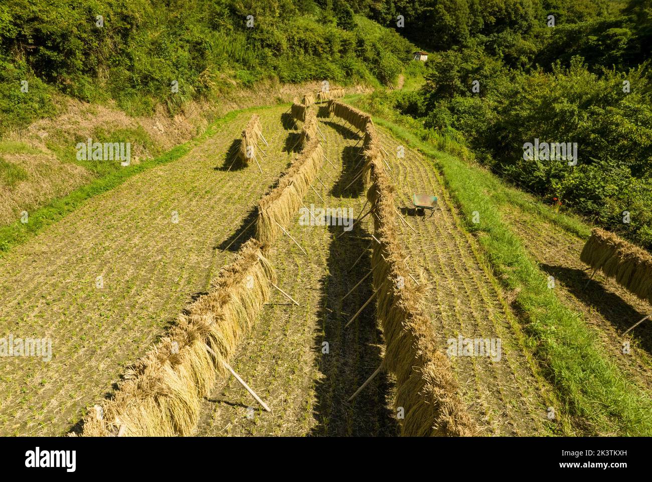 Vue en hauteur sur le séchage du riz dans une petite ferme en campagne Banque D'Images