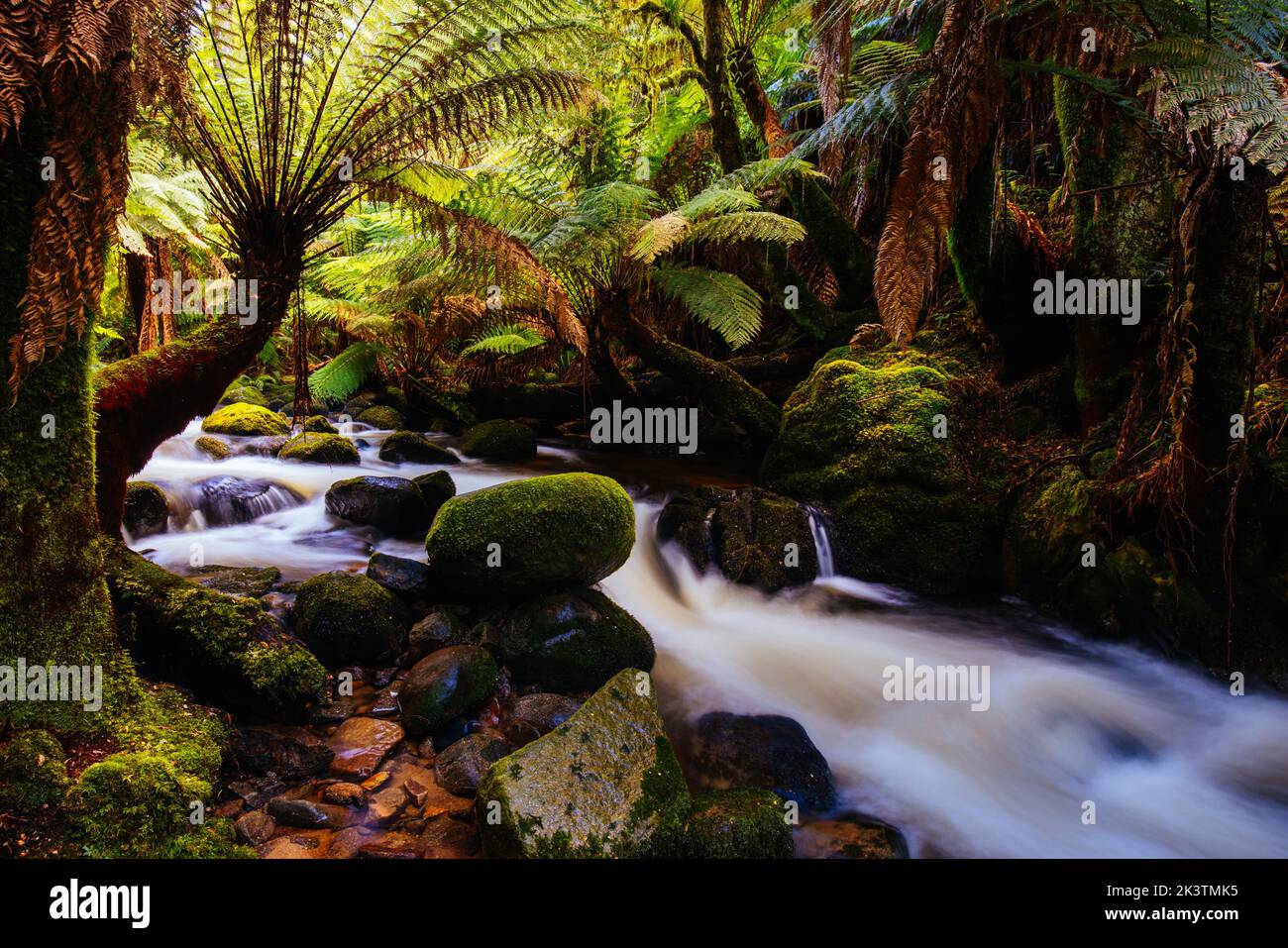 St Columba Falls en Tasmanie Australie Banque D'Images