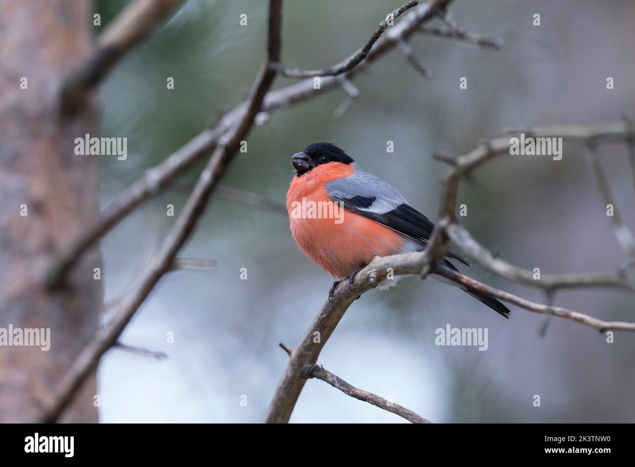 Gimpel, Dompfaff, Männchen, Pyrrhula pyrrhula, bullfinch eurasien, Bullfinch, homme, Bouvreuil pivoine Banque D'Images