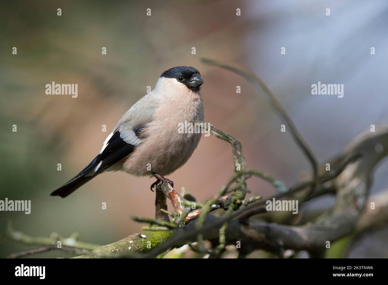 Gimpel, Dompfaff, Weibchen, Pyrrhula pyrrhula, bullfinch eurasien, Bullfinch, femme, Bouvreuil pivoine Banque D'Images