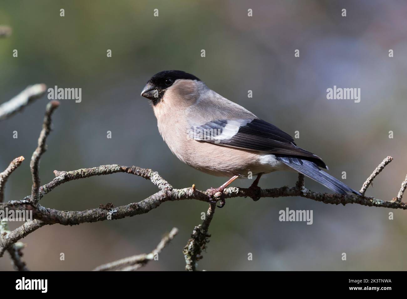 Gimpel, Dompfaff, Weibchen, Pyrrhula pyrrhula, bullfinch eurasien, Bullfinch, femme, Bouvreuil pivoine Banque D'Images