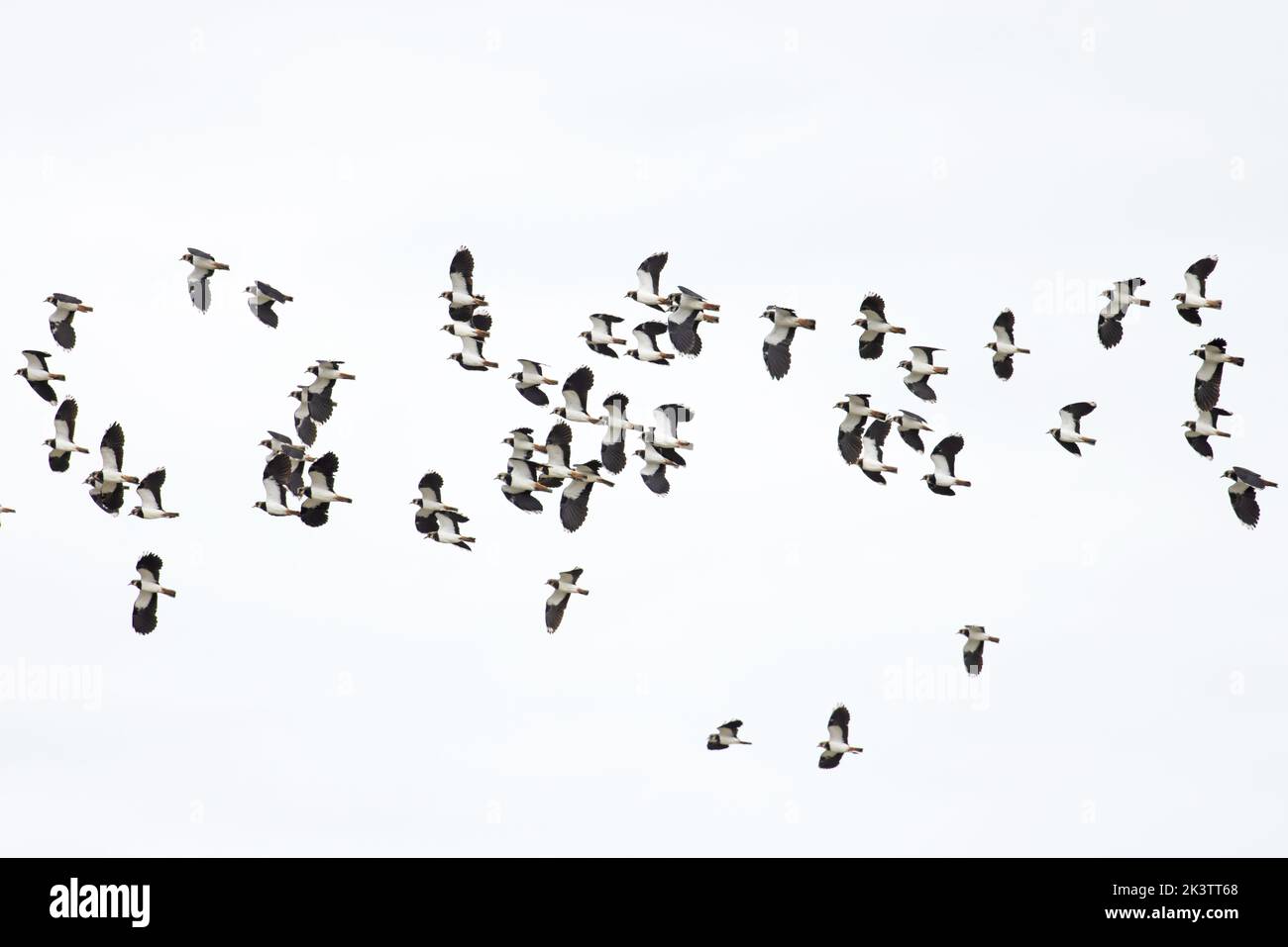 Lapwing (Vanellus vanellus) flock volant Norfolk UK GB septembre 2022 Banque D'Images