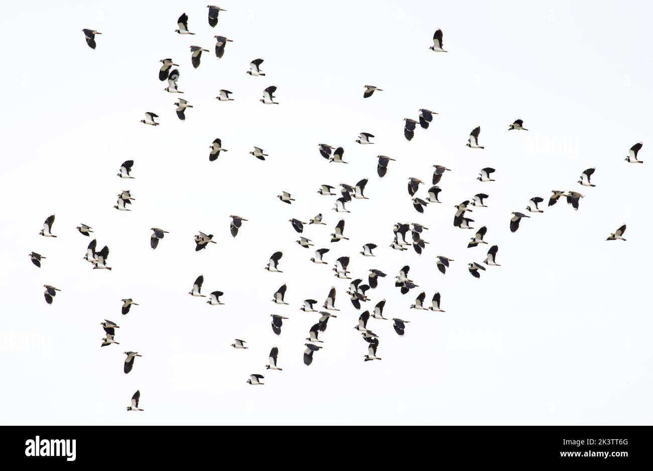 Lapwing (Vanellus vanellus) flock volant Norfolk UK GB septembre 2022 Banque D'Images
